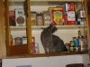 cat in cupboard.jpg