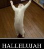 HALLELUJAH_cat.jpg
