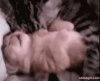 cute-motherly-feline-love.jpg