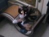 kitten2.jpg