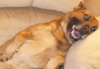 Sharcatoncouch1.JPG
