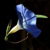 blue-morning-glory-flower-wallpaper.jpg