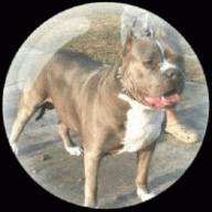 Tippit