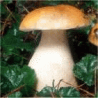 Boletus