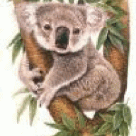 koala61