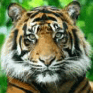 heytiger