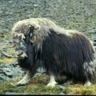 The Muskox