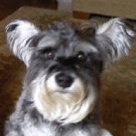 schnauzer4me