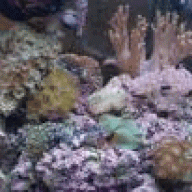 aquariumplantsplus