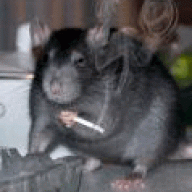 Louie the Rat