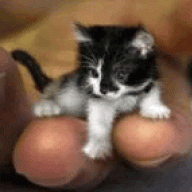 Kitty Katie