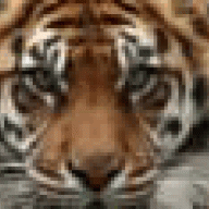 Tonytiger1