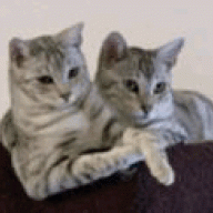 CrazyCatz