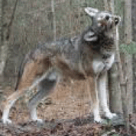 The Red Wolf