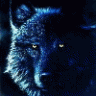 bluewolf