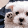 Puppy