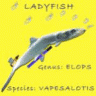 ladyfish