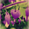 violetdream