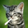 CloudyTiger