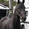 KCFilly