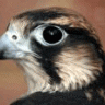 Benfalcon