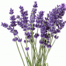 lavenderz