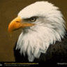 Eaglewoodcrafts