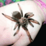 illyria