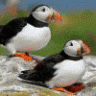 puffins