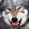 Darkwolf