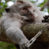 ChillinMonkey