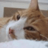Cheetocat