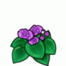 begonia