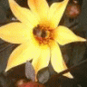 PiercedMrsP