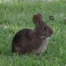 marshbunny