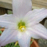 RainLily