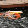 fishguy