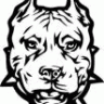 pittbull