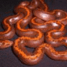 sandboa