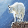 MountainGoat