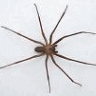 House of Recluse