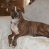 Lady Ruger