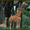 SirRealism