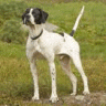 Bird_Dog
