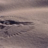 raven1962