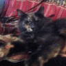 dogcat