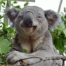 Steaming Koala