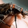 Plecoptera