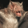 BadBat