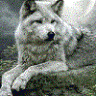 Whitewolf2014